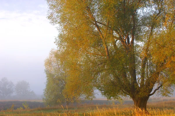 Herbst — Stockfoto