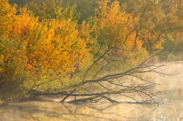 Autunno — Foto Stock