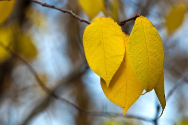 ağaçlar sonbahar yaprakları