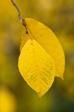 ağaçlar sonbahar yaprakları