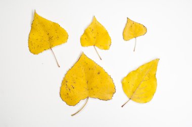 sonbahar yaprakları