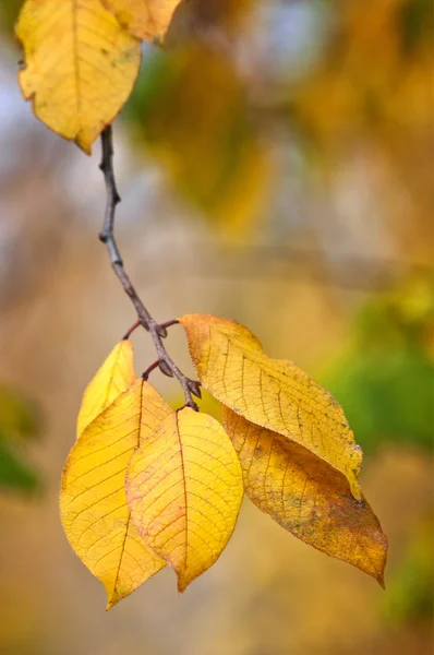 Ağaçlar sonbahar yaprakları — Stok fotoğraf