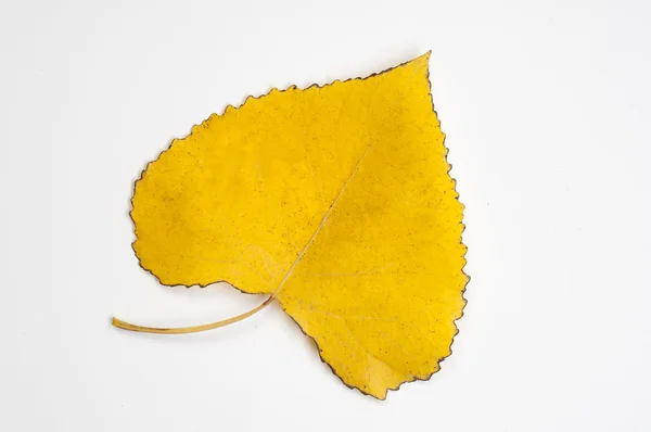 Leaves of autumn — Stock Photo, Image