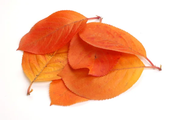 Φύλλα του φθινοπώρου — Φωτογραφία Αρχείου