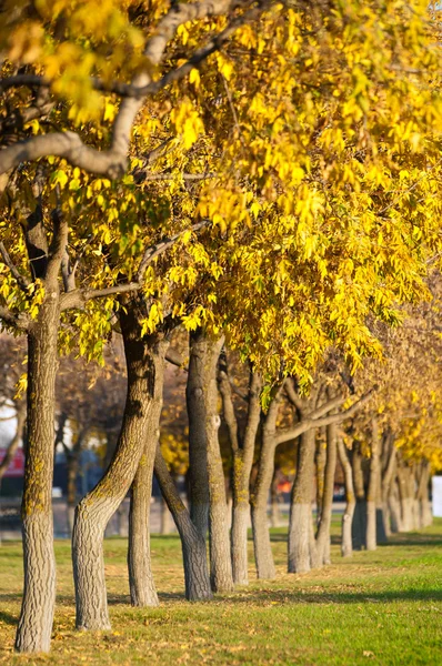 Alley in autumn — Stock Photo, Image