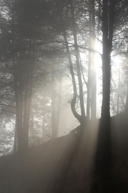 Sonbahar, altın yaprakları, harika bir zaman gün sıcak