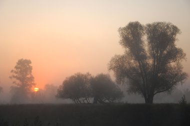 Sonbahar, altın yaprakları, harika bir zaman gün sıcak