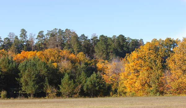 到秋天，金黄的树叶，美好的时光温暖的天气 — 图库照片