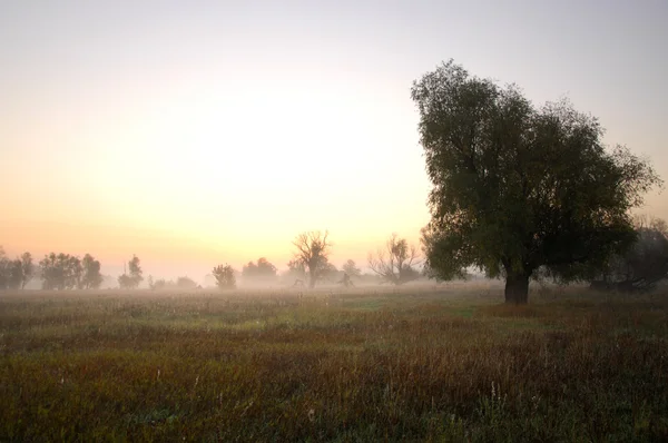 Autumn Mist — Stock Photo, Image