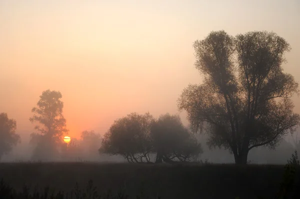 Sonbahar sis — Stok fotoğraf