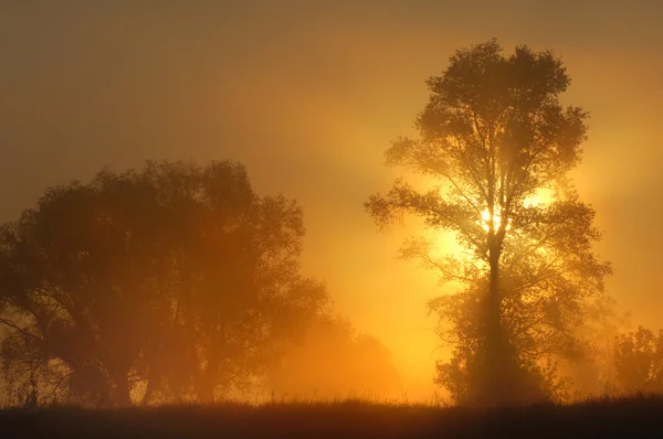 Eine wunderbare Zeit zum Fallen, goldene Blätter, warme Tage — Stockfoto