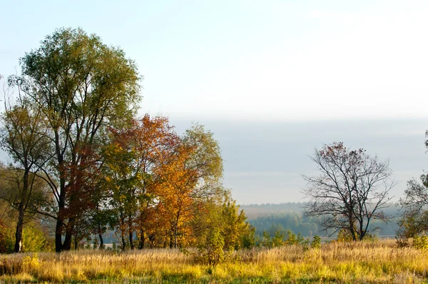 秋には、黄金の葉に素晴らしい時間暖かい日 — ストック写真
