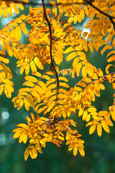 Herbst — Stockfoto