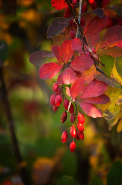Прекрасное время, чтобы упасть, золотые листья, теплые дни — стоковое фото