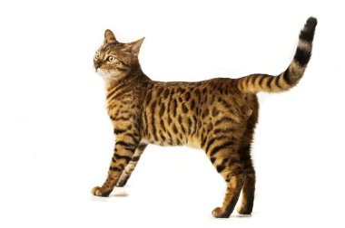 filika, kedi,