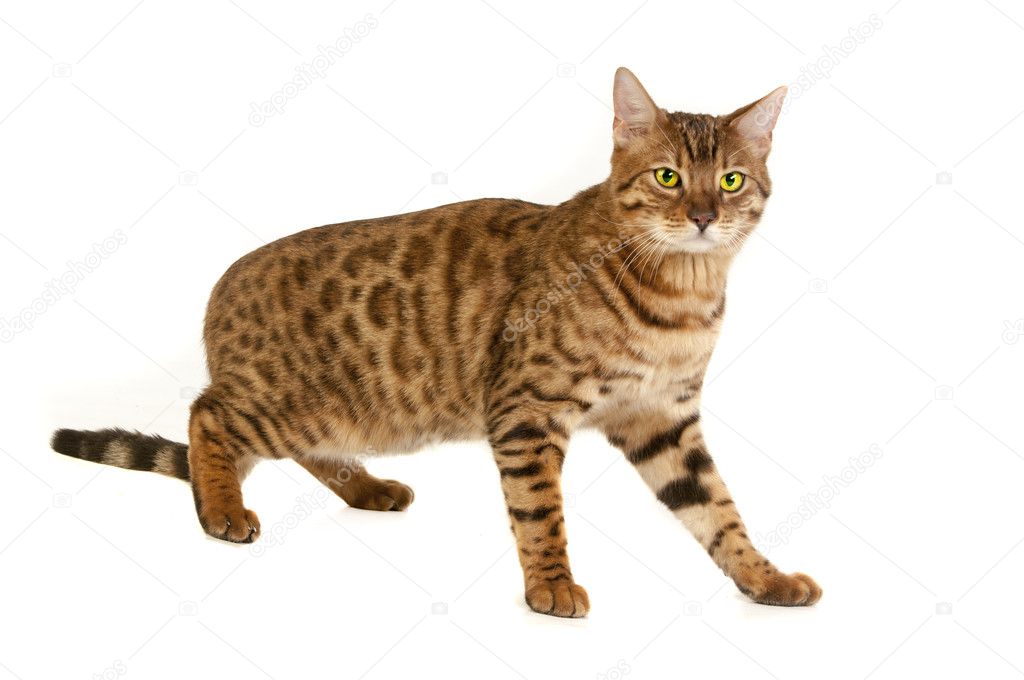 Cat, pussycat