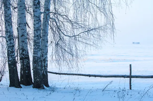 Bäume mit Reif bedeckt — Stockfoto