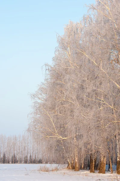 Árvores cobertas de rima — Fotografia de Stock