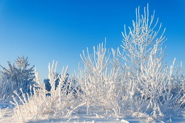 Alberi coperti di rima — Foto Stock