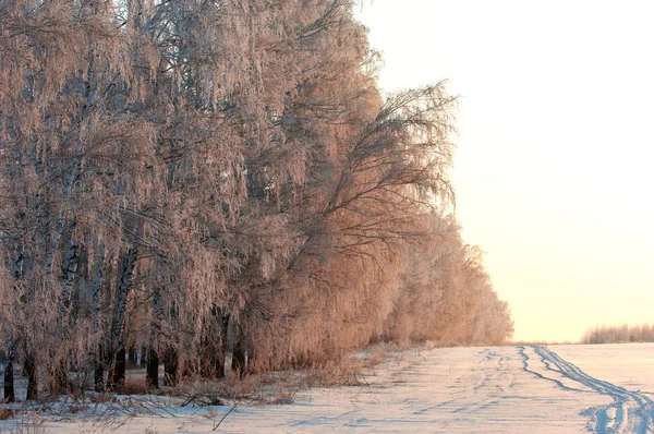 Alberi coperti di rima — Foto Stock