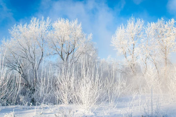 Winterbirke — Stockfoto