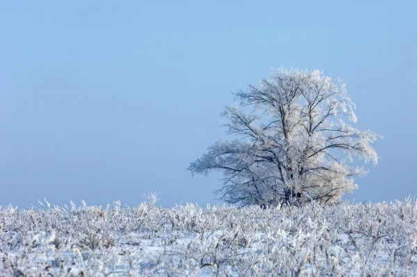 Träd täckta med rimfrost — Stockfoto