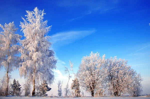 Trees covered with rime — Stock Photo, Image