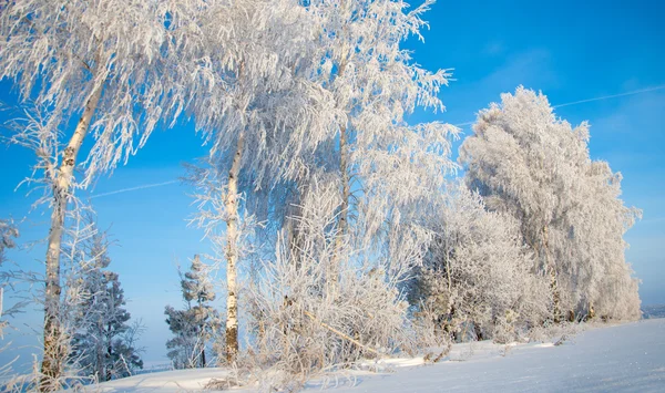 Trees covered with rime — Stock Photo, Image