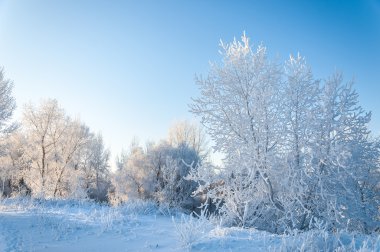 in Rime'ı ile kaplı ağaçlar