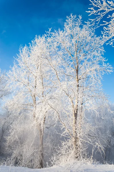 Träd täckta med rimfrost — Stockfoto