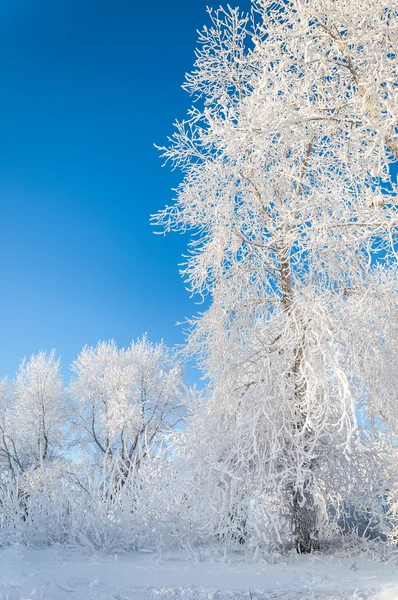 Träd täckta med rimfrost — Stockfoto