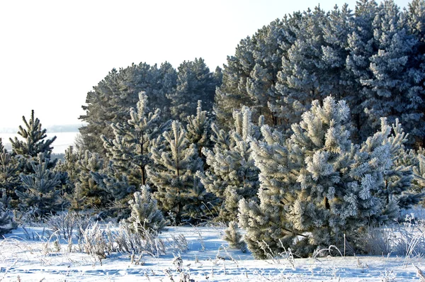 In Rime'ı ile kaplı ağaçlar — Stok fotoğraf