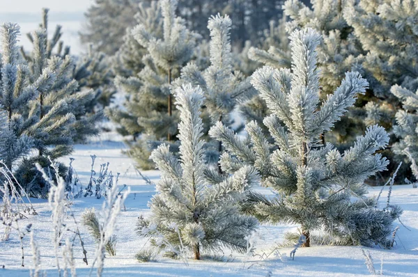 Träd täckta med rimfrost — Stockfoto