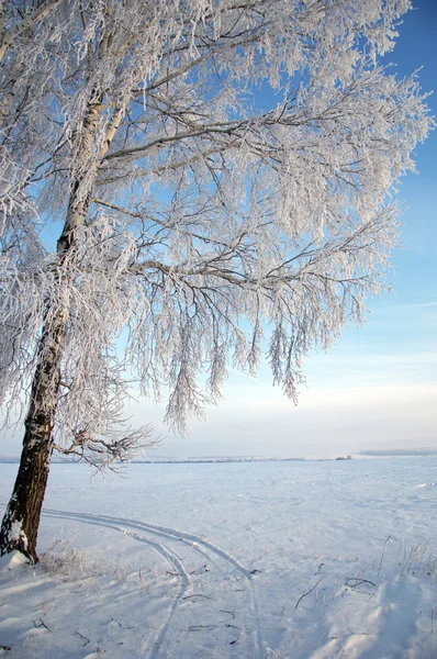 Bomen bedekt met rime — Stockfoto