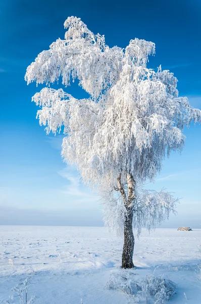 나무 수 빙으로 덮여 — 스톡 사진