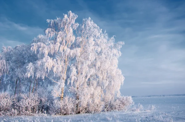 Arbres couverts de rime — Photo