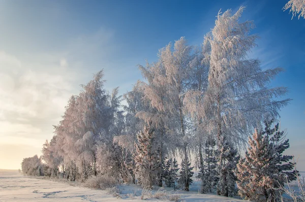 Träd täckta med rimfrost — Stockfoto