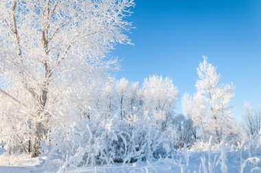 in Rime'ı ile kaplı ağaçlar