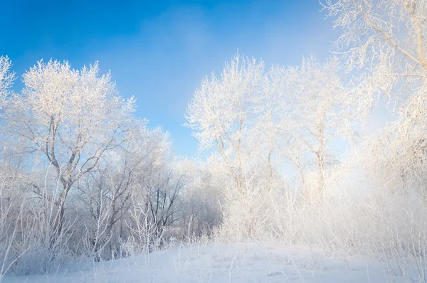 Winterbirke — Stockfoto