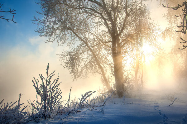 Trees covered with rime