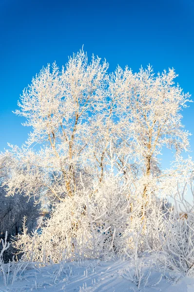 Stromy pokryté rým — Stock fotografie