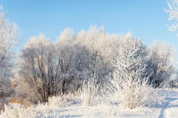 Trees covered with rime — Stock Photo, Image