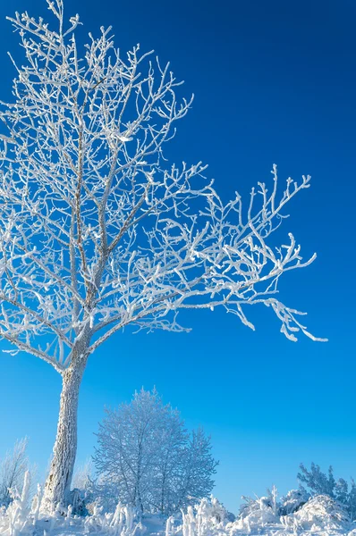 Träd täckta med rimfrost — Stockfoto