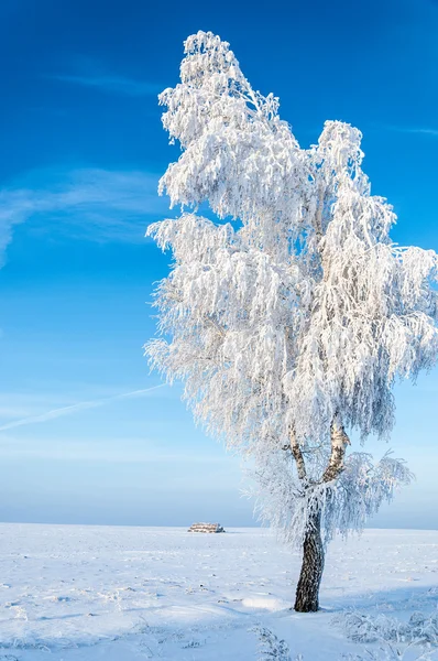 Bäume mit Reif bedeckt — Stockfoto