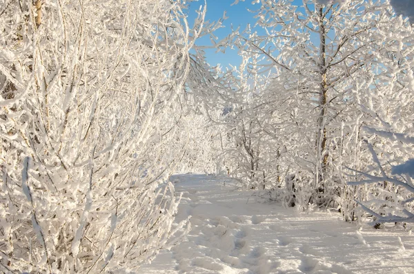 Bomen bedekt met rime — Stockfoto