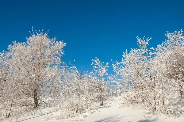 Alberi coperti di rima — Foto Stock