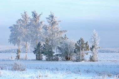 in Rime'ı ile kaplı ağaçlar