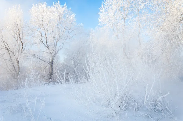 Träd täckta med rimfrost — Stockfoto