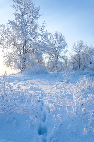 Träd täckta med rimfrost — Stockfoto