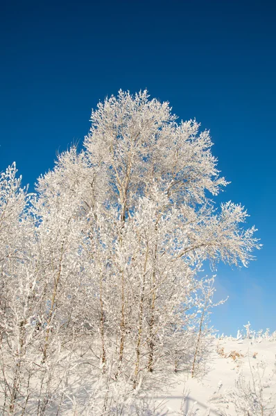Trees covered with rime — Stock Photo, Image